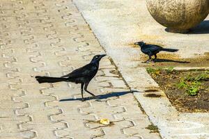 rabo-grande grackles fêmeas bebês machos comer alimentação cada outro. foto