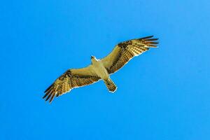 branco majestoso águia-pescadora Falcão falcão moscas ao longo azul céu México. foto