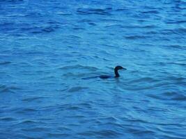 cormorão de cauda longa neotropis em pedra de pedra na praia méxico. foto