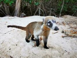 quati quatis fungando e procurar para Comida tropical selva México. foto