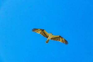 branco majestoso águia-pescadora Falcão falcão moscas ao longo azul céu México. foto