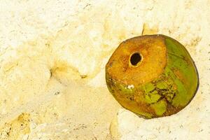 velho coco caído fica na praia e apodrece. foto
