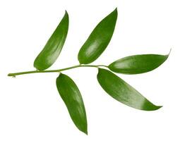 verde folha do nupcial rastejador plantar em isolado fundo foto