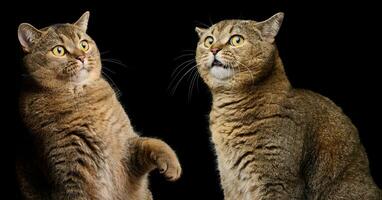 retrato do uma surpreso adulto cinzento orelhudo gato em uma Preto fundo foto