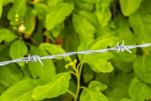 farpado fio cerca e espigões com verde natural fundo México. foto