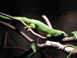 animais do zoológico em gaiolas e aviários foto