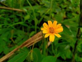 muito bonita amarelo flores com verde Relva dentro a fundo foto