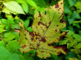 folhas mudança cor, tornar-se manchado, Castanho e seco foto