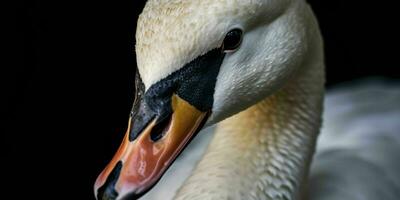 ai gerado fechar acima do uma branco cisne com lindo olhos. generativo ai foto