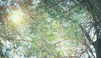 Oliva árvore backround com raios do luz solar foto