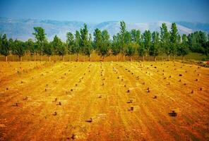 palheiros em seco campo foto