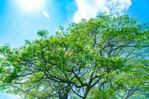 fresco verde árvore sobre azul céu fundo foto