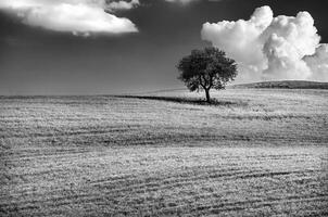 árvore solitária no campo foto