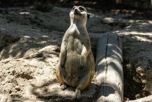 europeu terra esquilo espermófilo citelus, suslik, Gopher foto