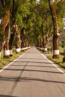 estrada do verde árvores durante Primavera Tempo dentro a Portugal foto