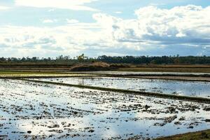 panorama do plantado arroz campo. tradicional país agrícola arquivado. foto