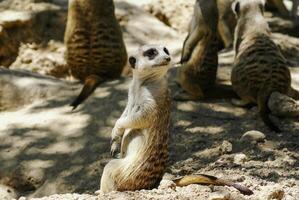 europeu terra esquilo espermófilo citelus, suslik, Gopher foto