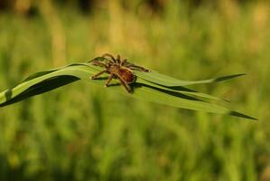 juvenil Borgonha esqueleto tarântula efebopo rufescens em verde folha foto