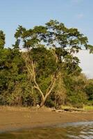 uma rio e lindo árvores dentro uma floresta tropical Peru foto