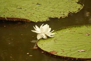 gigante água lírio Vitória amazonica às primeiro noite floração. a segundo noite isto voltas Rosa. foto