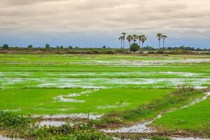 cambojano arroz Campos foto