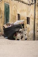 mula às a ruas do fez medina, Marrocos foto