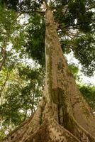 árvore da selva amazônica foto