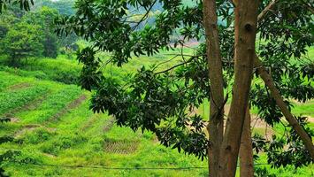 uma Visão do uma exuberante verde campo com árvores e Relva foto