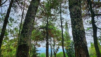 uma floresta com muitos árvores e Relva foto