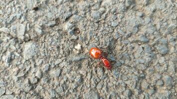 fechar acima Visão do vermelho rainha formiga caminhando em pavimentou estrada foto