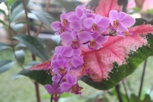 roxa dorite orquídea flor com embaçado fundo foto