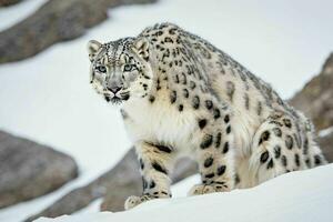 ai gerado neve leopardo em pé em Nevado Colina foto