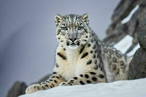 ai gerado neve leopardo em topo do montanha foto