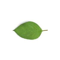 folha a essência do verde a comemorar folha beleza isolado em branco fundo foto