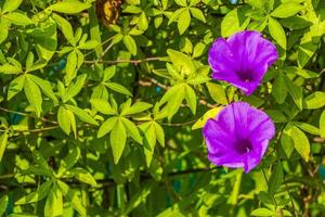 flor de ipomeia rosa mexicana na cerca com folhas verdes foto