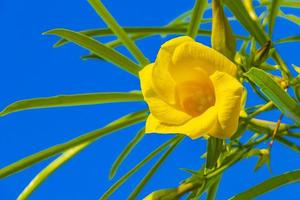 flor de loendro amarelo em árvore com céu azul no México foto