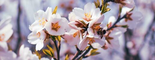 fechar acima florescendo branco Damasco em árvore foto. Flor festival dentro Primavera com comendo abelha. foto