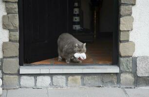 uma cinzento gato carrega dentro dele dentes dele favorito brinquedo animal polar Urso filhote foto