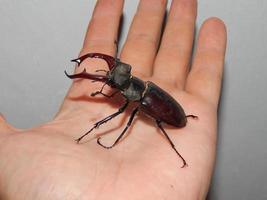 insetos besouro-veado grande foto