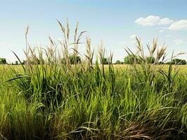 ai gerado pradarias gramíneas com azul céu visualizar. Relva em selvagem campo. generativo ai foto