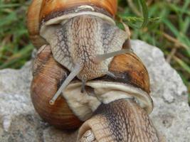 caracol rastejando na grama verde no jardim foto