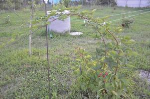 um arbusto de baga com folhas no jardim cresce foto