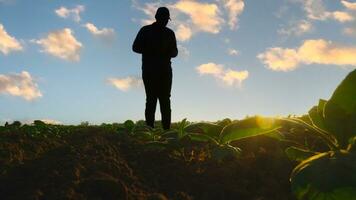 ásia jovem agricultores e tabaco agricultor utilizar a testemunho dados rede dentro a Internet a partir de a tábua para validar, teste dentro uma tabaco campo. foto