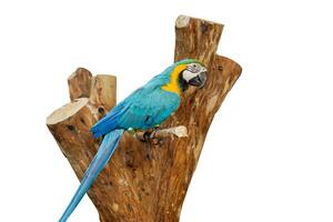 closeup papagaio azul em uma madeira isolar no fundo branco e fazer com traçados de recorte. foto