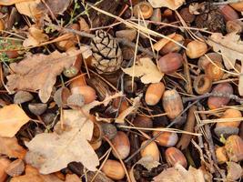 frutos silvestres no outono crescem na floresta foto