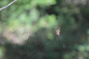 grande aranha sentada em uma teia na floresta foto