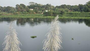 uma rio com alta Relva e alta juncos. fechar acima do alta Relva às a ribeirinha. e a natural verde cenário às rio lado. foto