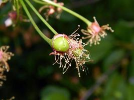 texturas verdes, plantas no jardim e horta foto