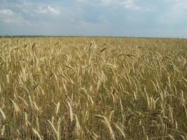 campo fora da cidade, plantas agrícolas foto