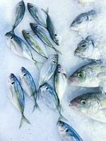 fresco frutos do mar em esmagado gelo, fechar-se. congeladas cru mar peixe em esmagado gelo cama dentro a mercado de Peixe foto